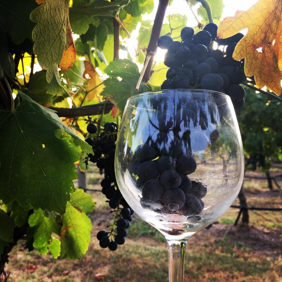 Tranquil Vale Vineyard Luskintyre Exterior foto
