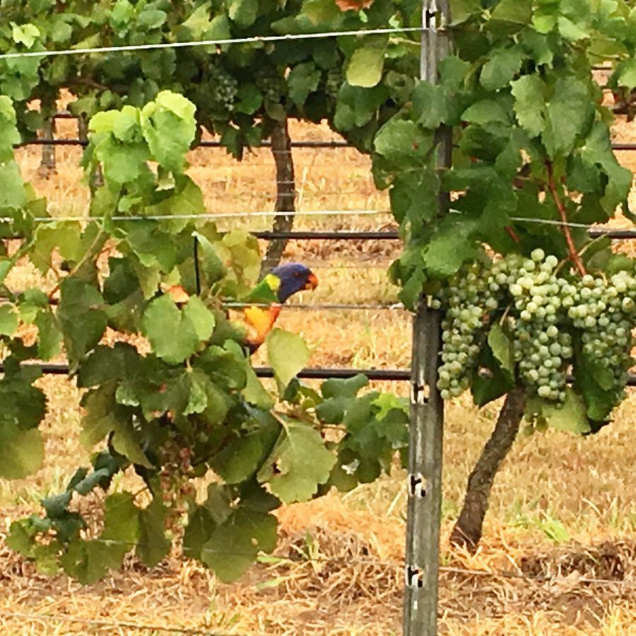 Tranquil Vale Vineyard Luskintyre Exterior foto